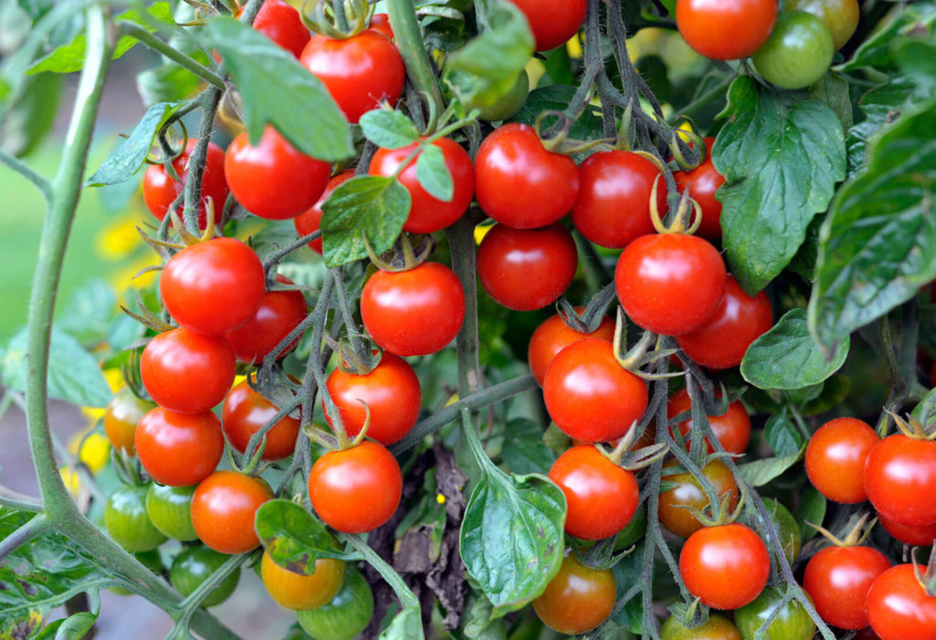 Los Cultivos más rentables para Pequeñas Granjas? -  tomate cherry